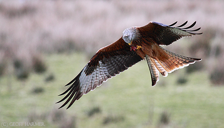 Eating on the Wing