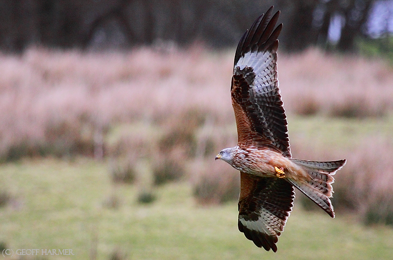 Red Kite XIII