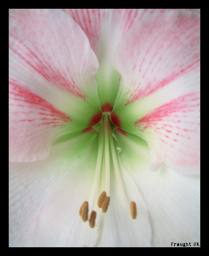 Stamen