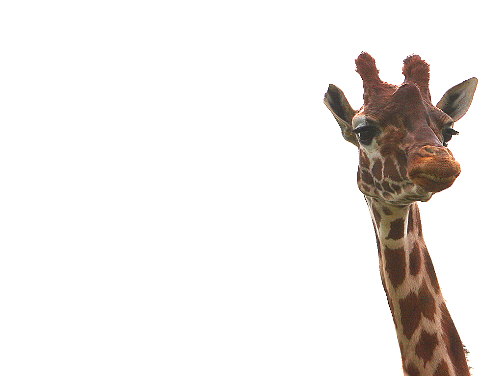 Nosy Giraffe