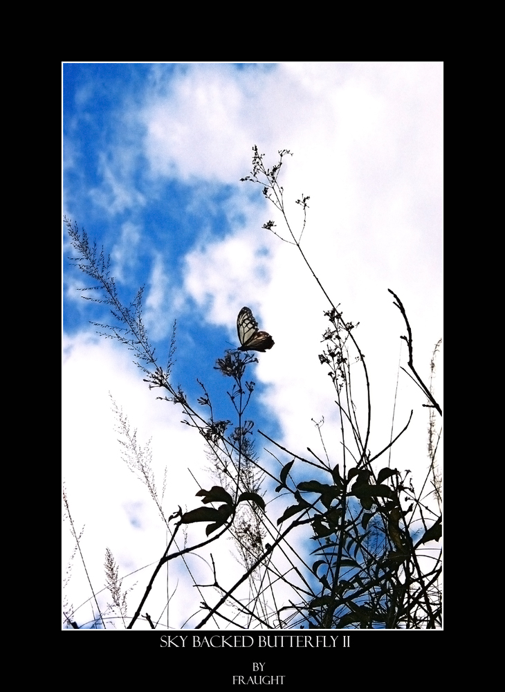 Sky Backed Butterfly II