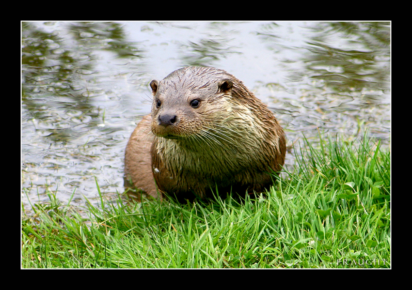 Otter's Pocket