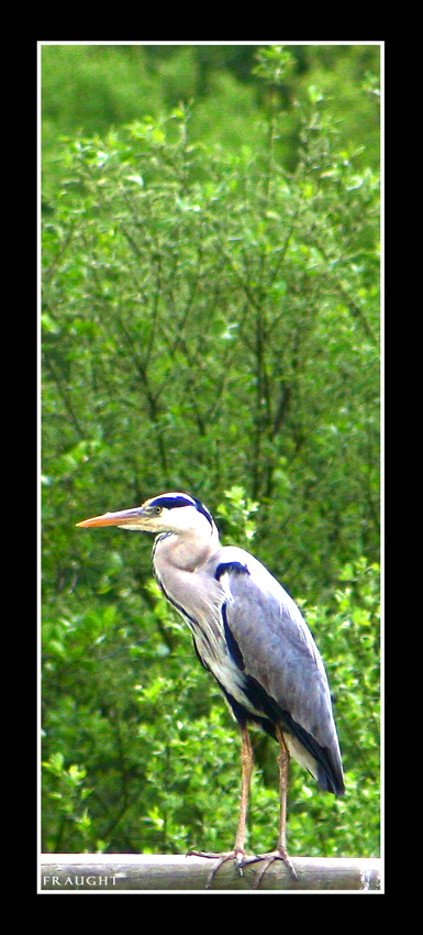 Heron