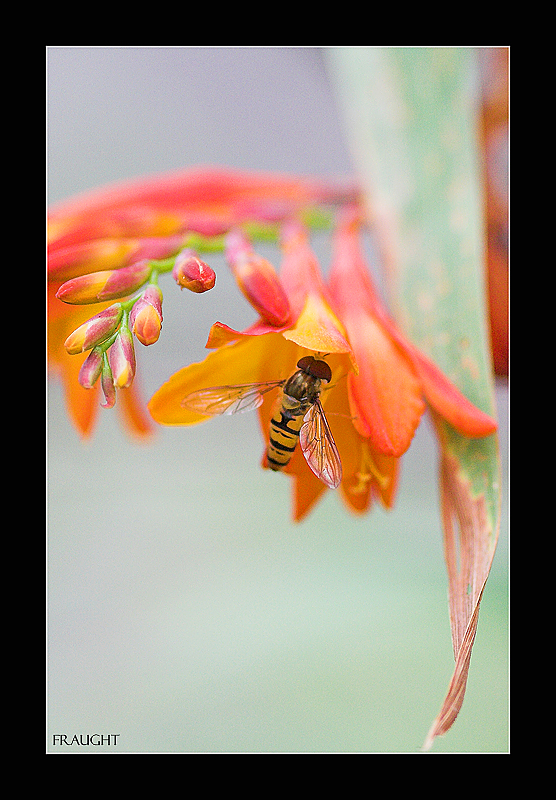 Hover Fly