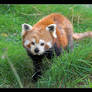 Red Panda II