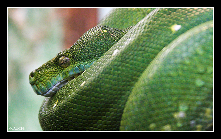 Green Tree Snake