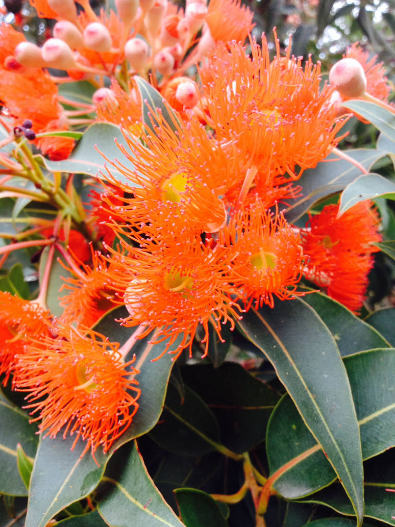 Native orange by Shaw10 on DeviantArt