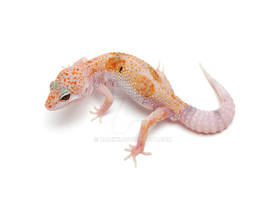 Red Stripe Enigma Male