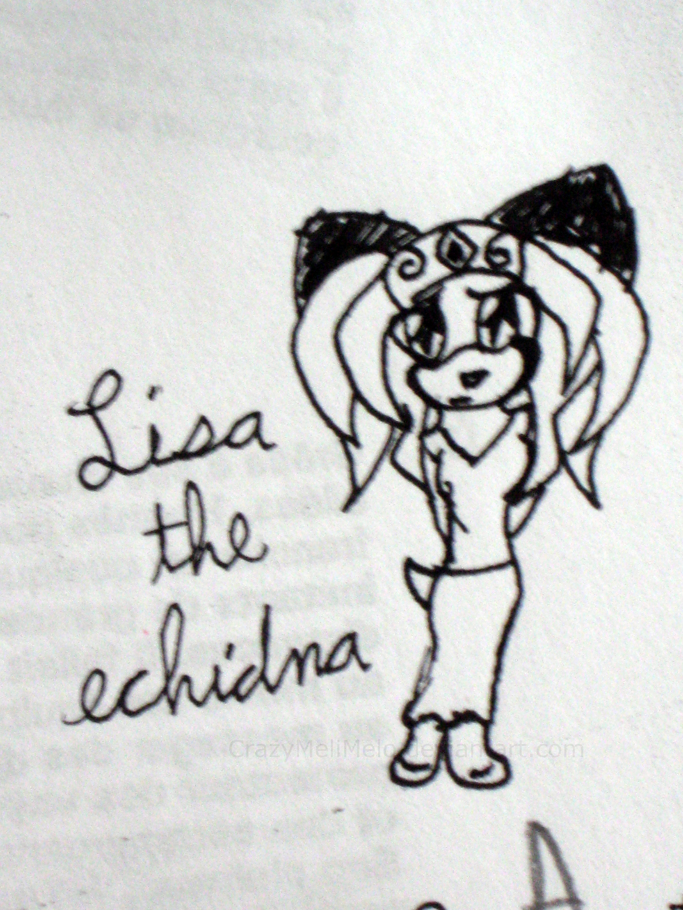 Lisa the echidna