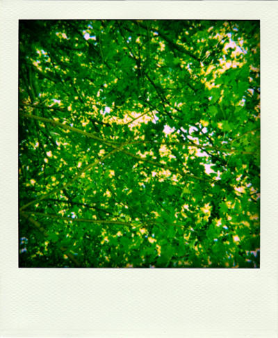 rootless tree by stadtastronautin on DeviantArt