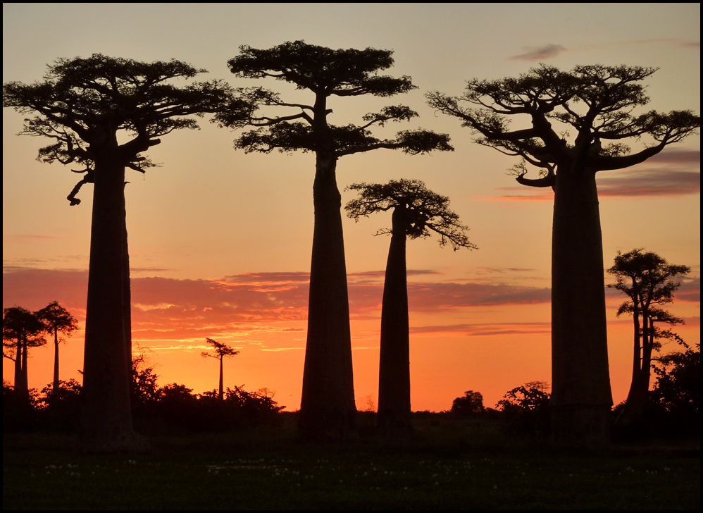 Valley of baobabs