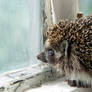 Hedgehog in sorrow