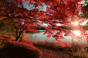 Autumn in Japan