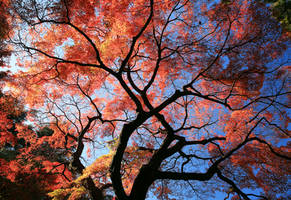 Autumn in Japon