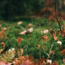 Deep Green Moss and Fallen Leaves