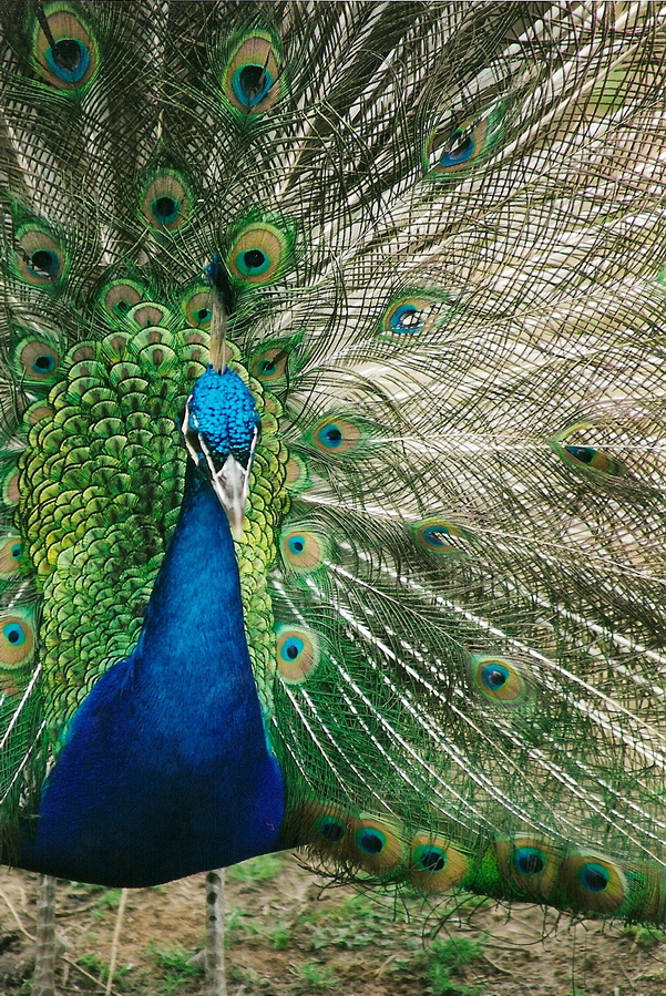 blue peafowl - Pavo cristatus