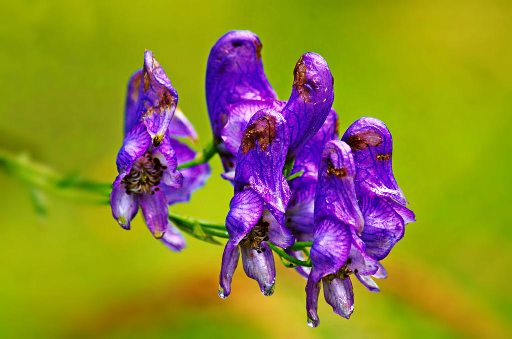 Social Gathering by ilcsab22 on DeviantArt