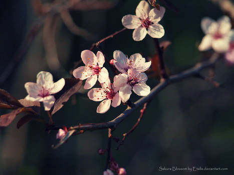 Sakura Blossom