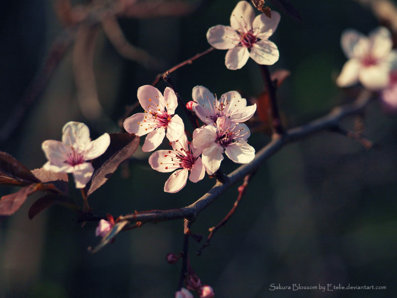 Sakura Blossom