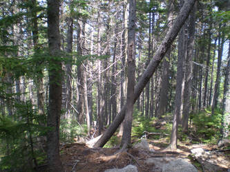 Lookin Back at the Trail