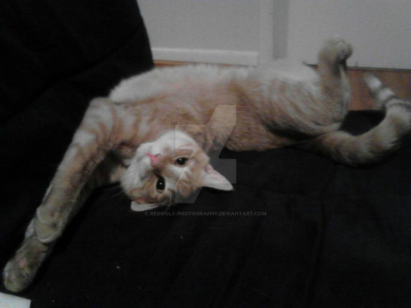 Contorted Cat Contortionist Kitty by RedWolf-Photography on DeviantArt
