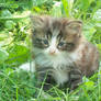 Cherrylark Nestled in the Grass