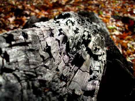 Charred Log