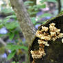 Fungus on a Log.