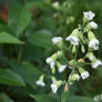 Bell Flowers.