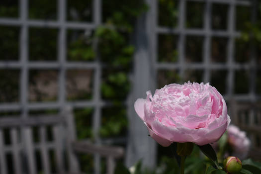 A Rose and Some Wood