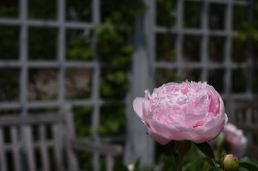 A Rose and Some Wood