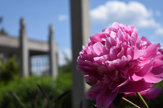 Rose and Sky