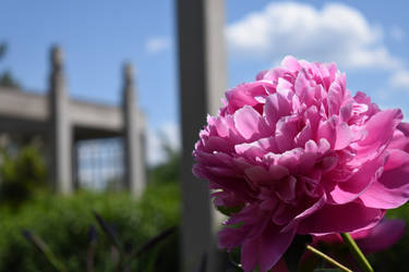 Rose and Sky