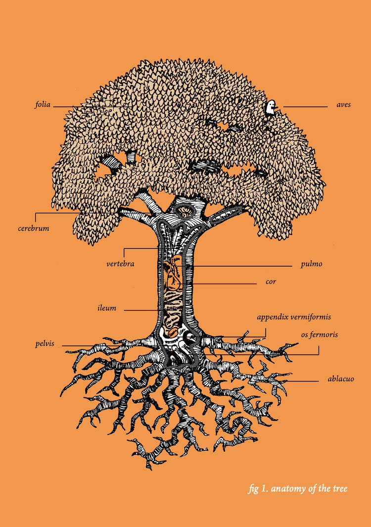 anatomy of a tree by benjaminography on DeviantArt