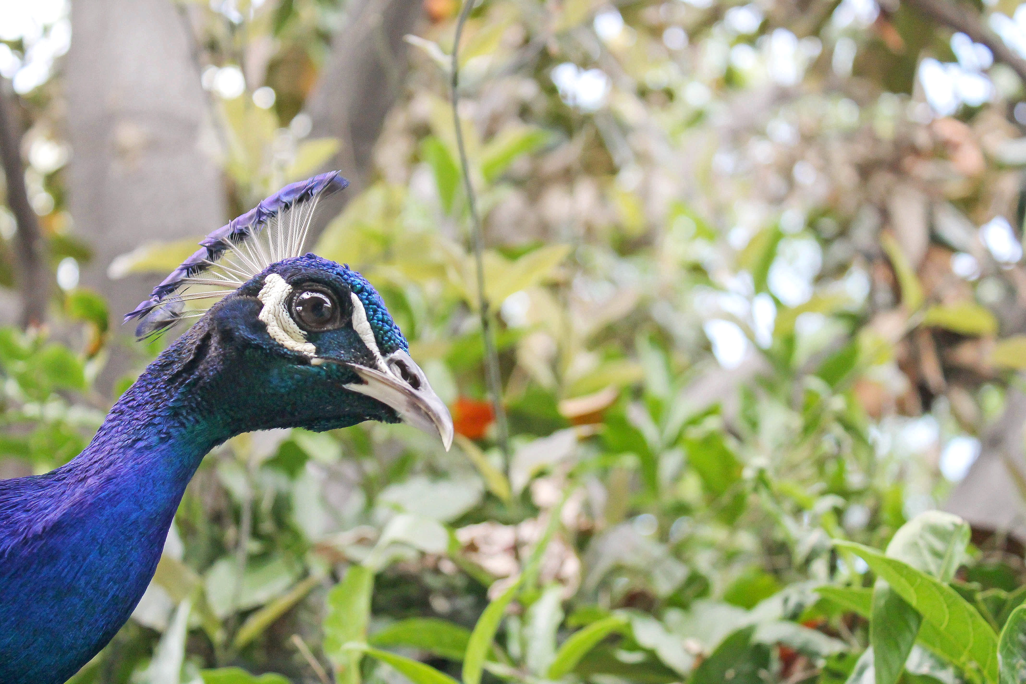 Curious Peacock