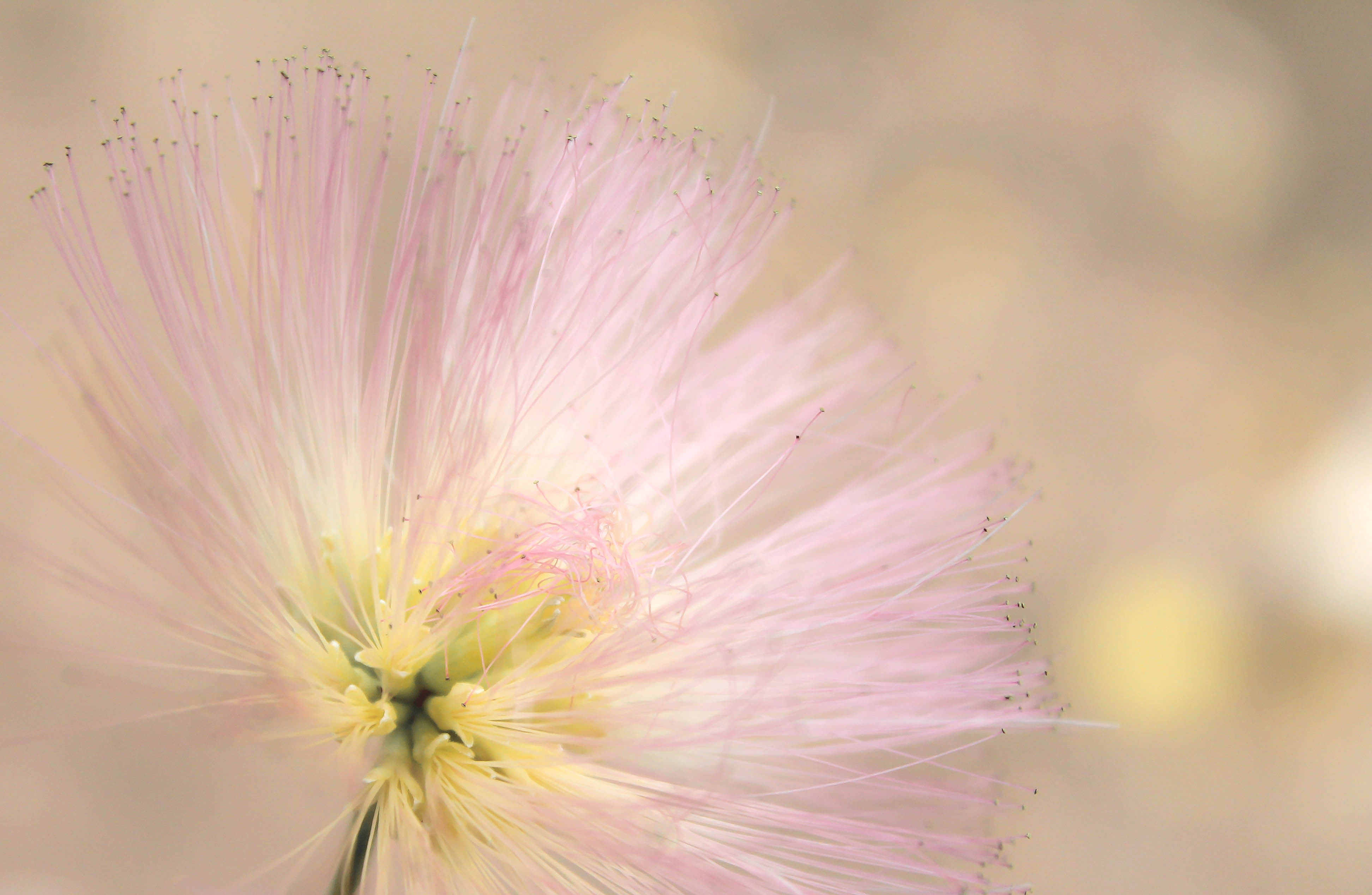 Flower Fluff