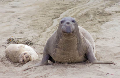 Funny Couple of Elephant Seals