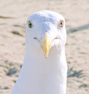 Staring Gull