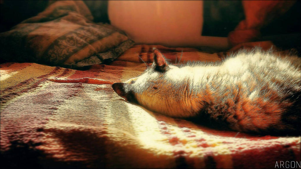 Little Nap on Sunday by ArgonPlasma