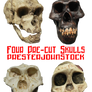 4 Pre-cut Skulls