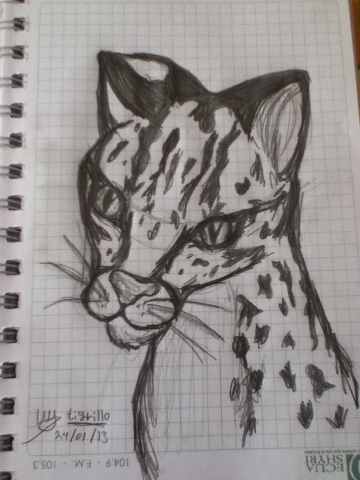 Ocelot