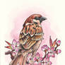 Day Draw 3 - Tree Sparrow