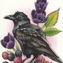 Day 12 - Common Raven