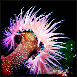 sea anemone