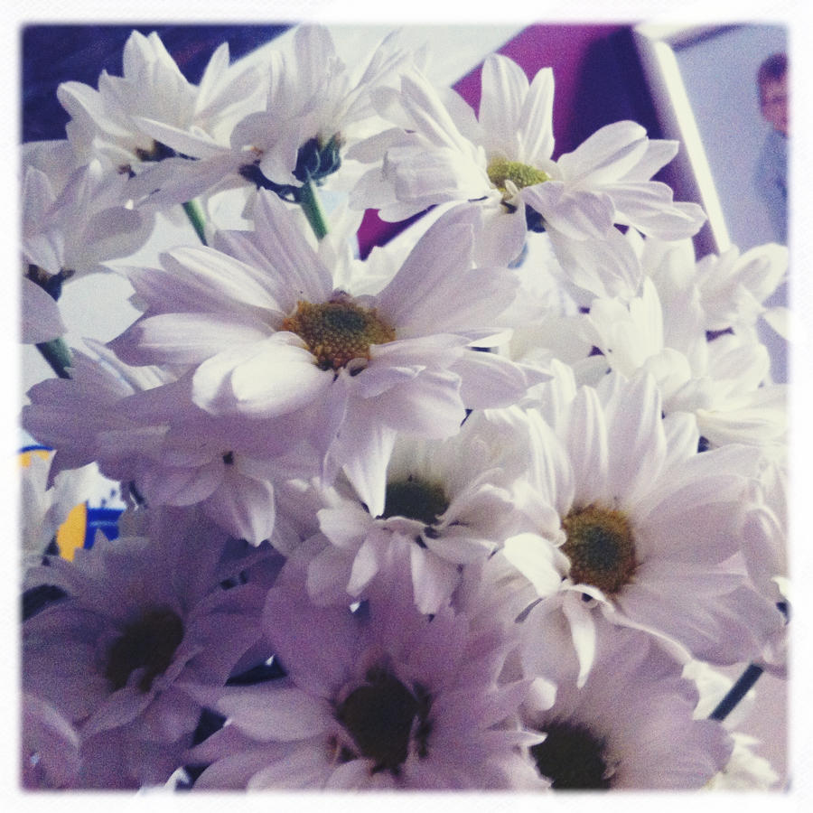 Daisy Cluster