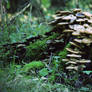 Heaps of mushrooms