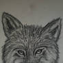 Wolf Portrait 