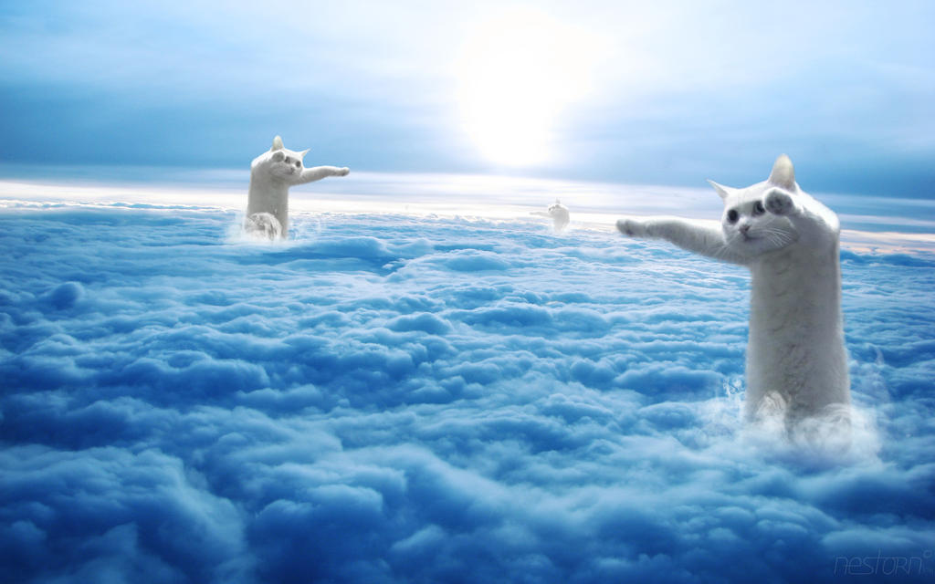 The Cats in Clouds Wallpaper by Nestorn316 on DeviantArt