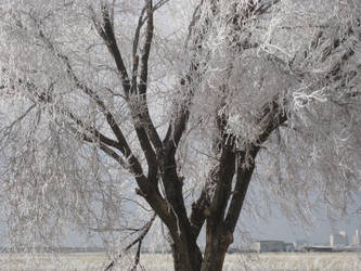 Frosted Tree