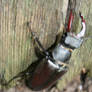 Speed Beetle